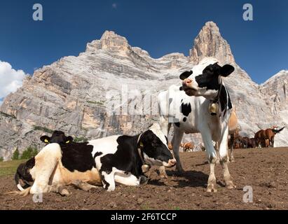 Rinderherde (bos Taurus) auf einer Wiese mit Glocke in der Nähe des Monte Pelmo, Dolomiten, Italien Stockfoto