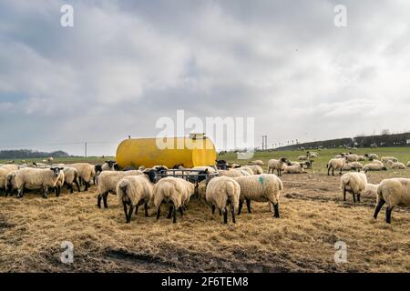 Viele Lämmer fressen aus dem Metallfutterhäuschen neben einem großen gelben Metallwassertank im offenen Gras-Ackerland, eine Gruppe von Tieren während der Fütterungszeit Stockfoto