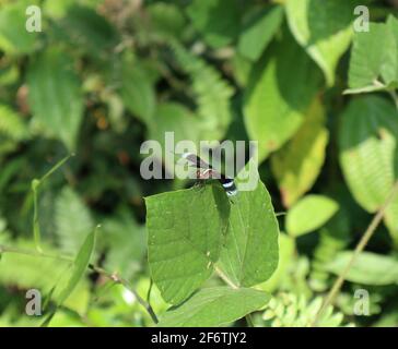 Eine schwarze Libelle mit roten Augen an der Spitze Ein Blatt an sonnigen Tagen Stockfoto