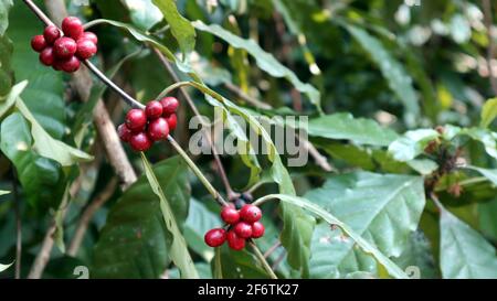 Drei Trauben von roten reifen Kaffeebohnen in einem Kaffee Plantage Stockfoto