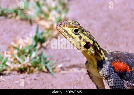 Ein Namib Rock Agama (Agama Planiceps), der in der Mittagshitze in Palmwag Junction, Damaraland, in Kunene, Namibia dominiert Stockfoto