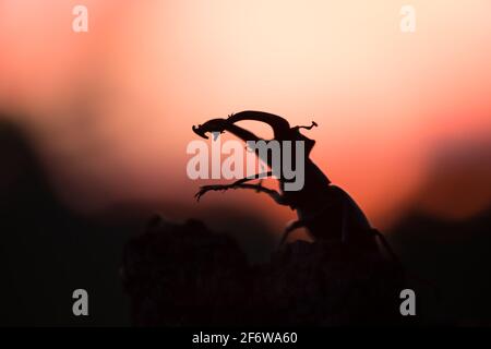 Hirschkäfer, Lucanus cervius Stockfoto