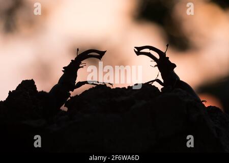 Männliche Hirschkäfer, Lucanus cervius am Abend Stockfoto