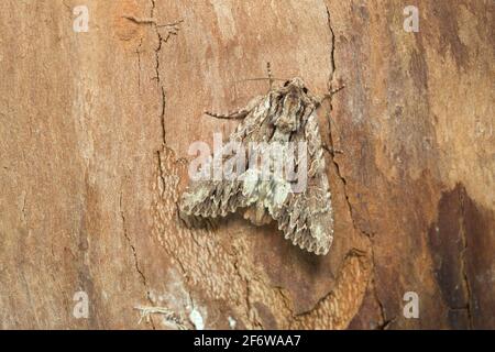 Dunkle Bögen, Apamea monoglypha auf Holz Stockfoto