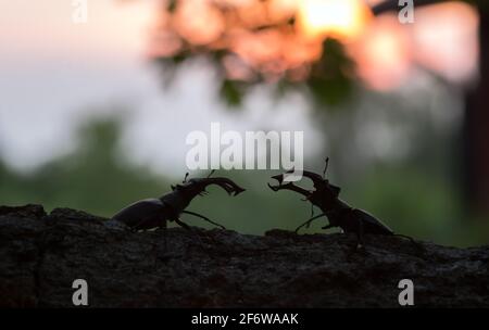 Hirschkäfer, Lucanus cervius auf Holz Stockfoto