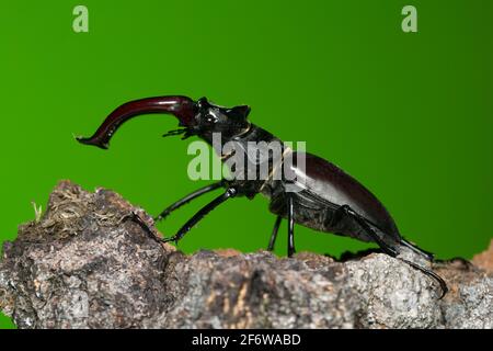 Hirschkäfer, Lucanus cervius auf Holz Stockfoto