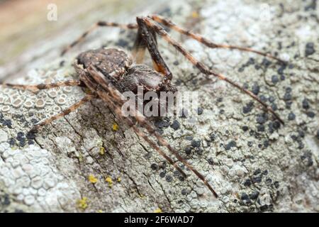 Männliche Walnussspinne, Nuctenea umbraca auf Holz Stockfoto