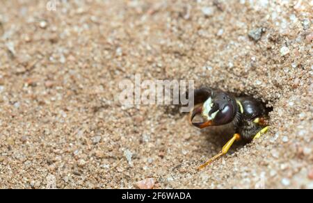 Europäischer Bienenwolf, Philanthus triangulum im Sand Stockfoto