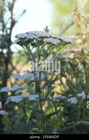 Schafgarbe, Achillea millefolium Stockfoto