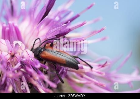 Männlicher Stenurella melanua, der sich von der Blüte ernährt Stockfoto