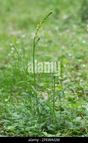 Blühende Agrimonie, Agrimonia eupatoria Stockfoto