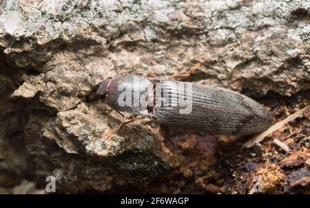 Klicken Sie auf Käfer, Stenagostus rhombeus auf Holz Stockfoto