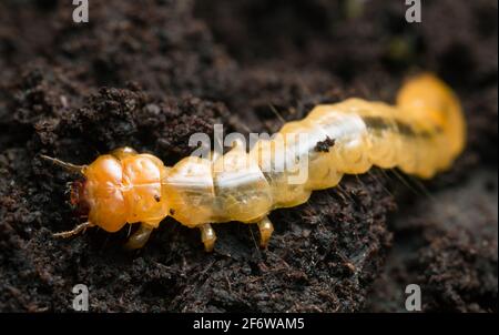 Schwarzkopfkäfer, Pyrochroa coccinea larva auf Holz Stockfoto