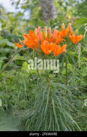 Blühende Orangenlilie, Lilium bulbiferum Stockfoto