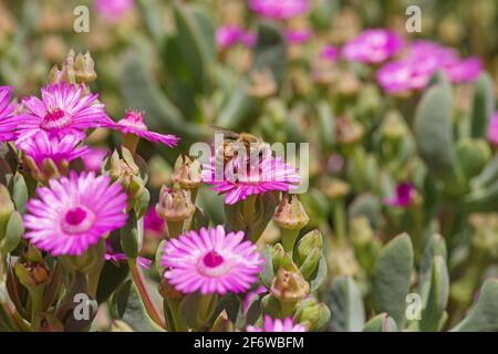 Eine Honigbiene bestäubt eine rosa saftige Blume Stockfoto