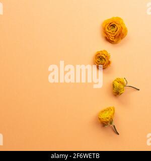 Trockene Ranunculus-Blüten auf orangefarbenem Hintergrund. Flach liegend, Draufsicht, Kopierraum Stockfoto