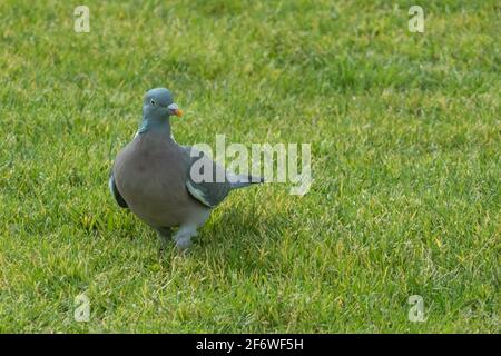 Holztaube oder Columba palumbus auf dem Gras eines parken Stockfoto