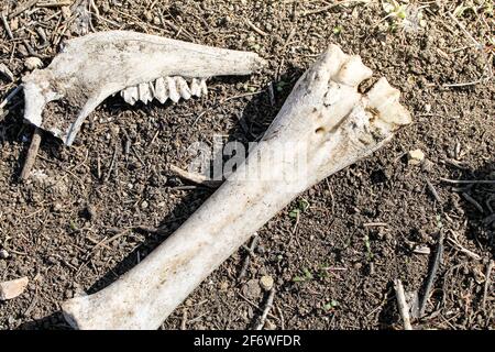 Knochen im Gras. Fossile Tiere bei Ausgrabungen. Dinosaurier- und Reptilienknochen. Stockfoto