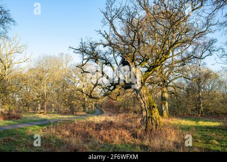 Alte Eichen am frühen Morgen. Schlosspark Blenheim. Woodstock, Oxfordshire, England Stockfoto