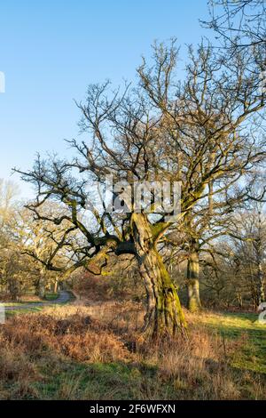 Alte Eichen am frühen Morgen. Schlosspark Blenheim. Woodstock, Oxfordshire, England Stockfoto