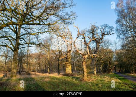 Alte Eichen am frühen Morgen. Schlosspark Blenheim. Woodstock, Oxfordshire, England Stockfoto