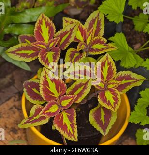 Solenostemon, Coleus, mit spektakulär bunten und ungewöhnlichen roten und gelben Blättern in einem geometrischen Design, wächst in einem Behälter Stockfoto