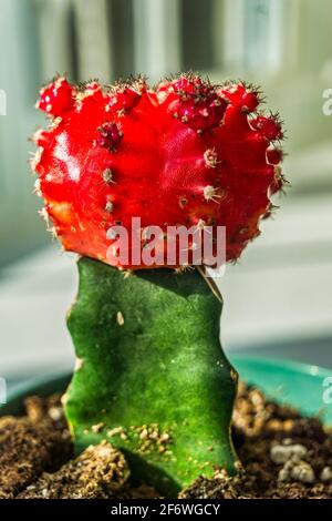 Vertikale Aufnahme eines roten Grafts in einem Topf Als Wohnanlage Stockfoto