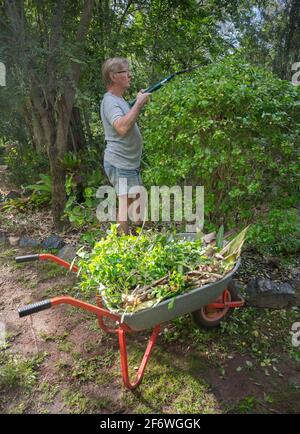 Mann, ein Gärtner, der Sträucher mit Scheren beschneiden und Pflanzenmaterial in der nahe gelegenen Schubkarre in einem australischen Garten anhäuft Stockfoto