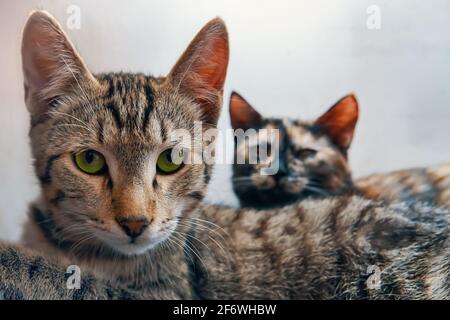 Der Grünäugige Pussycat blickt auf die Kamera. Die farbige Katze liegt neben der Tabbykatze. Zwei Haustiere auf weißem Hintergrund. Haustiere ruhen. Stockfoto