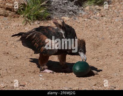 Der Schwarzbrustbussard Hamirostra melanosternon greift im Alice Springs Desert Park, Northern Territory, Australien, ein faux emu-Ei an Stockfoto