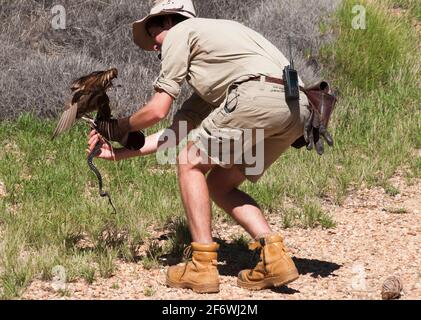 Ein brauner Falke, Falco berigora, wird gezähmt, eine kleine „Nake“ im Alice Springs Desert Park, Northern Territory, Australien, zu ergreifen Stockfoto