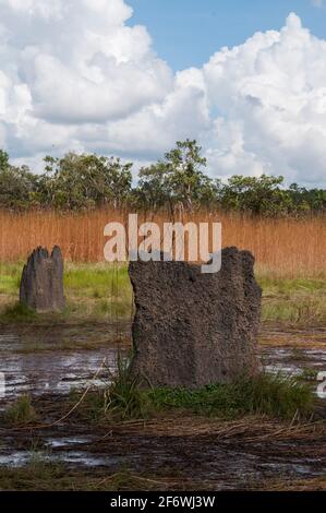 Magnetische Termitenhügel, gesehen vor einem saisonalen Hintergrund von Speergras, Litchfield National Park, Northern Territory, Australien Stockfoto