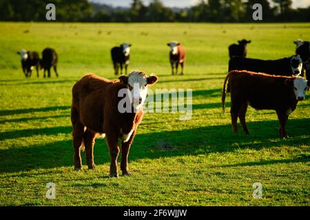 Hereford-Rinder, weißes Gesicht und roter Körper, stehen auf grünen Feldern, früh in der neuseeländischen Landschaft, die Atmosphäre ist hell und warm. Stockfoto