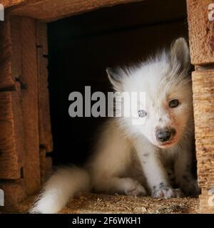 Neugieriger junger Fuchs in einem Käfig Stockfoto