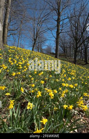 Daffodil Hill auf dem Lake View Cemetery in Cleveland Ohio Stockfoto