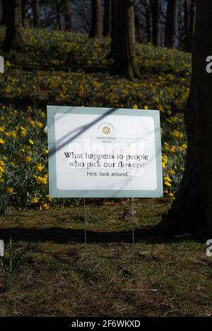 Daffodil Hill auf dem Lake View Cemetery in Cleveland Ohio Stockfoto