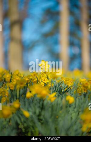 Daffodil Hill auf dem Lake View Cemetery in Cleveland Ohio Stockfoto