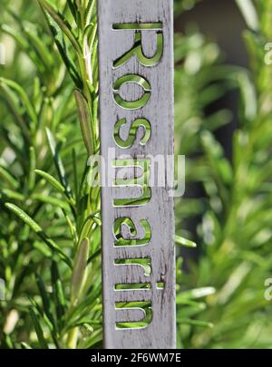 Rosmarin vertikales Wort auf Deutsch, Rosmarin, auf Metallschild, frische mediterrane Pflanze im Kräutergarten Stockfoto