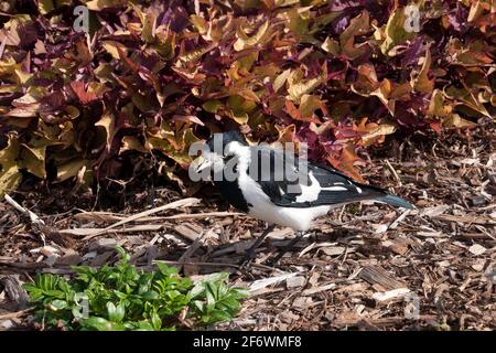 Sydney Australia, Grallina cyanoleuca oder Elsterche im Wintergarten Stockfoto