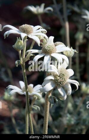 Sydney Australien, Actinotus helianthi oder Flanellblume eine australische Wildblume Stockfoto