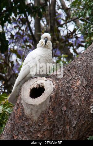 Sydney Australien, Kakadu mit Schwefel und Krempe, der in einem Baum über einer Nisthöhle thront Stockfoto