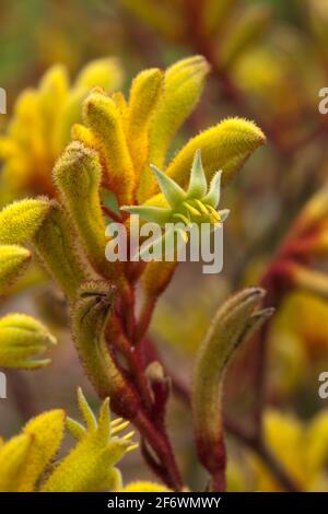 Sydney Australia, gelber Kängurupfote-Stamm mit offenen Blüten Stockfoto