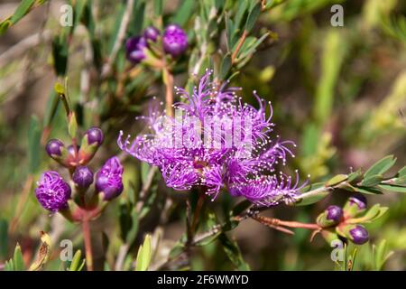 Sydney Australien, violette Blume der einheimischen melaleuca thymifolia, allgemein bekannt als Thymian-Honigmyrte Stockfoto