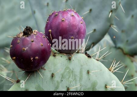 Sydney Australien, Früchte und Dornen auf einem Opuntia Robusta Kaktuspaddel Stockfoto