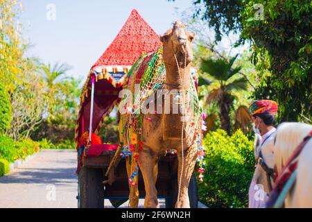 Farbenfroh dekoriertes königliches Kamel mit bunten Krawatten- und Farbstoff-Stoffen, Schlaufen und Zaum, majestätisch mit Männern in bunten Turbanen und Weiß stehend Stockfoto