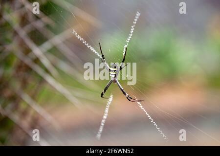 Sydney Australia, Argiope keyserlingi oder Argiope aetherea, beide bekannt als St Andrews Cross Spider Stockfoto