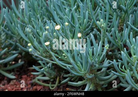 Sydney Australien, Nahaufnahme von kleinen weißen Blüten und Blättern von senecio serpens oder blauem Kreidestab, einem sukkkkkenzigen Bodendeckel Stockfoto