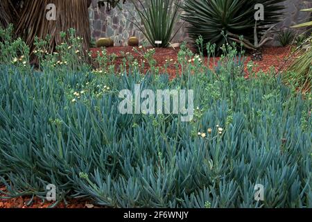 Sydney Australia, klumpige, blaue Kreidestäbchen-Pflanzen mit kleinen weißen Blüten in einem sukkkkrenten Garten Stockfoto