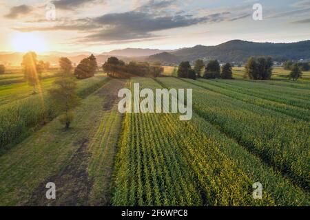 Grünes Maisfeld bei Sonnenuntergang aus der Vogelperspektive. Stockfoto
