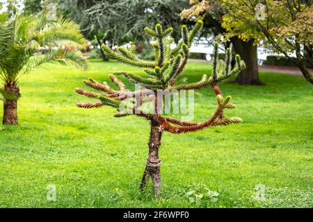 Verschiedene Pflanzen und Blumen auf Stadtgarten / Stadtgarten in Lindau, Deutschland Stockfoto